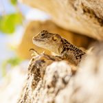 Sentido del olfato