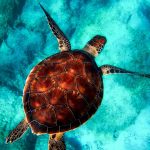Derechos animales