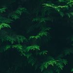 Derecho ambiental